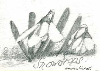 "Snow Drop #1" by Mary Lou Lindroth, Rockton IL - Pencil - SOLD